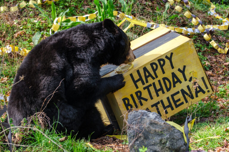 Bears’ Birthday: April 27, 2024