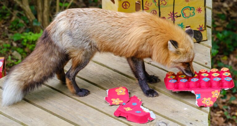 We 💗 Bear Hollow: Free Sticker Promo